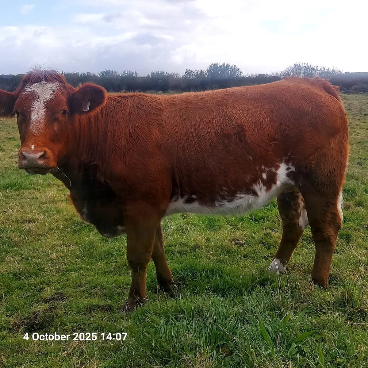 Incalf Heifers for Sale - Image 2