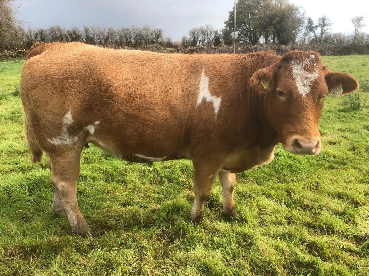 Incalf Heifers for Sale - Image 3
