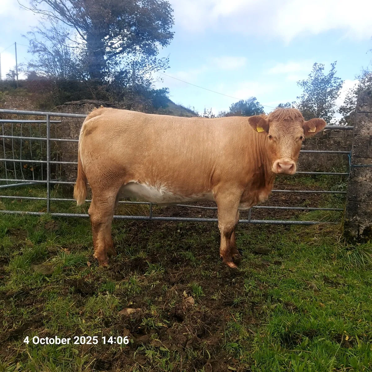 Incalf Heifers for Sale - Image 4