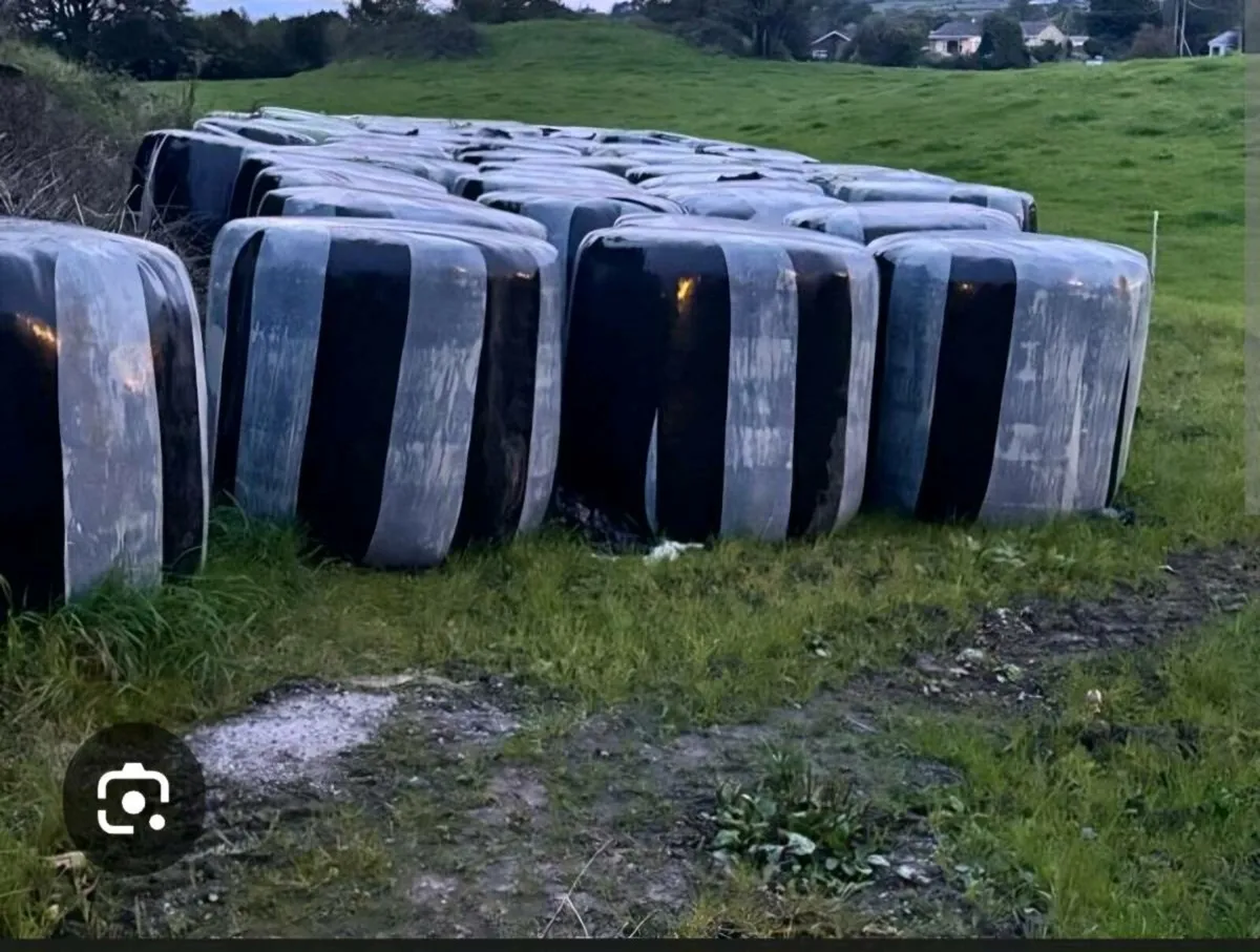Bales of Silage