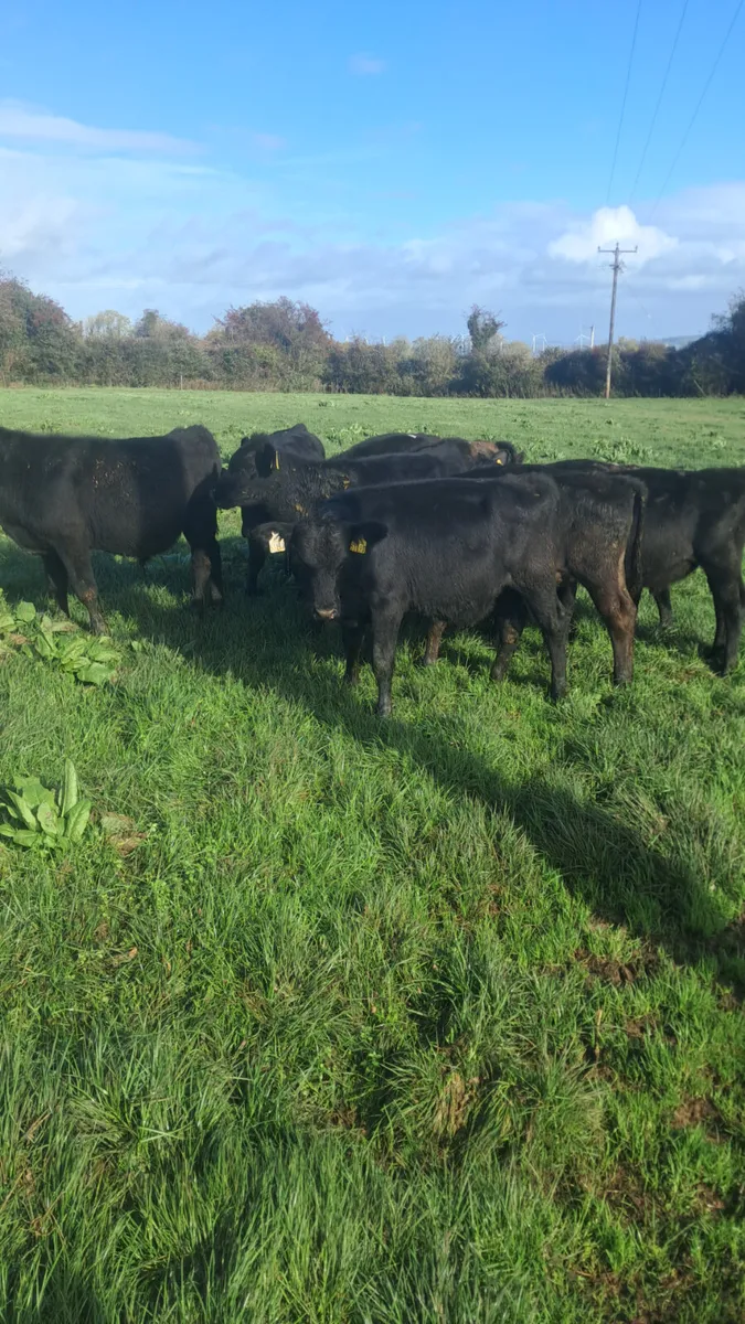 Angus bulls - Image 2