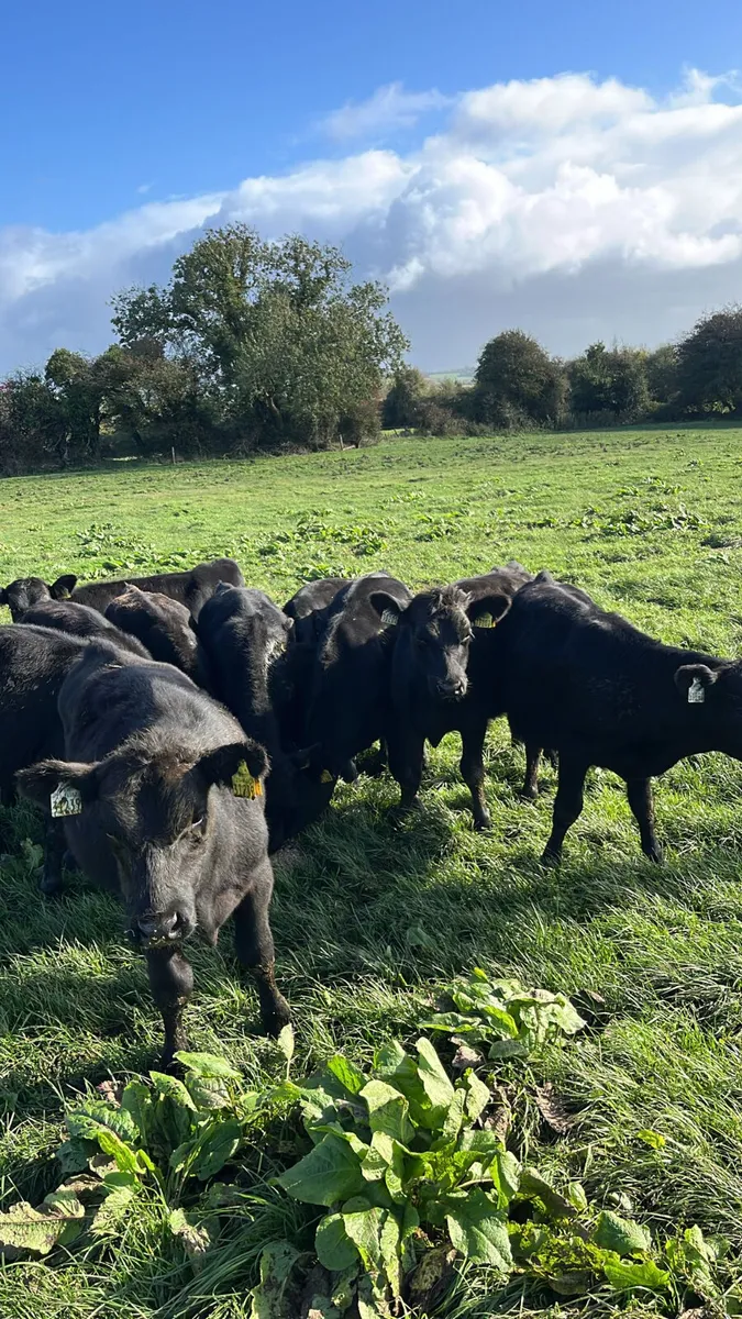 Angus bulls - Image 1