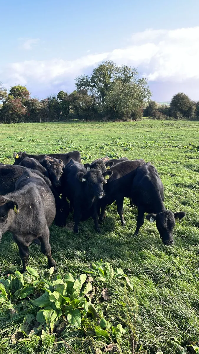 Angus bulls - Image 4