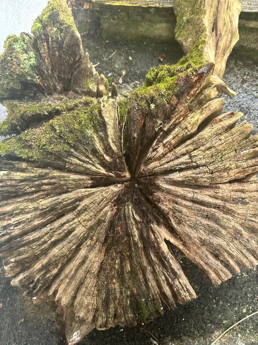 Garden ornament Tree root - Image 3