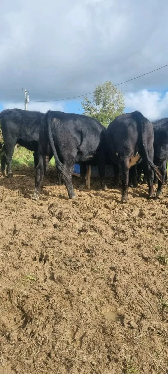 Cattle - Image 1