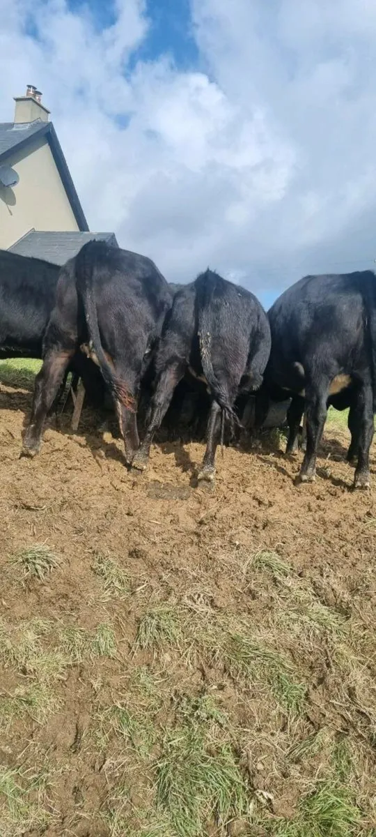 Cattle - Image 2