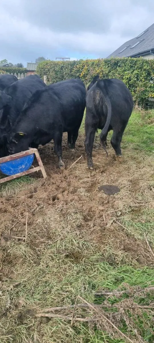 Cattle - Image 3