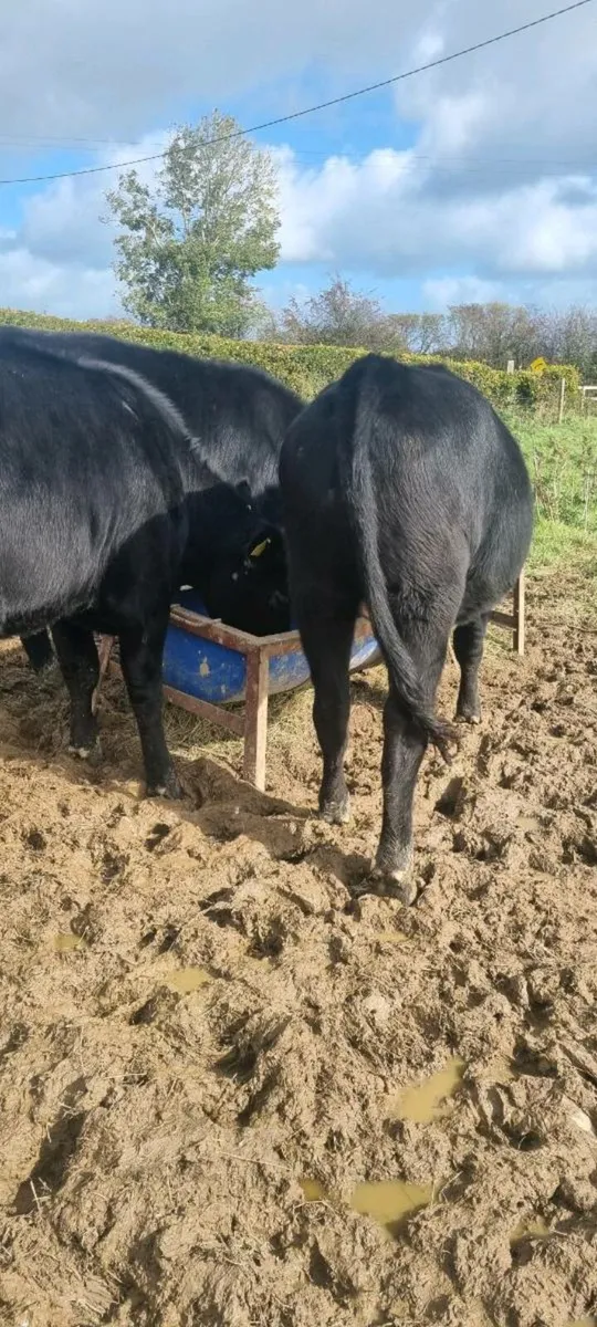 Cattle - Image 4