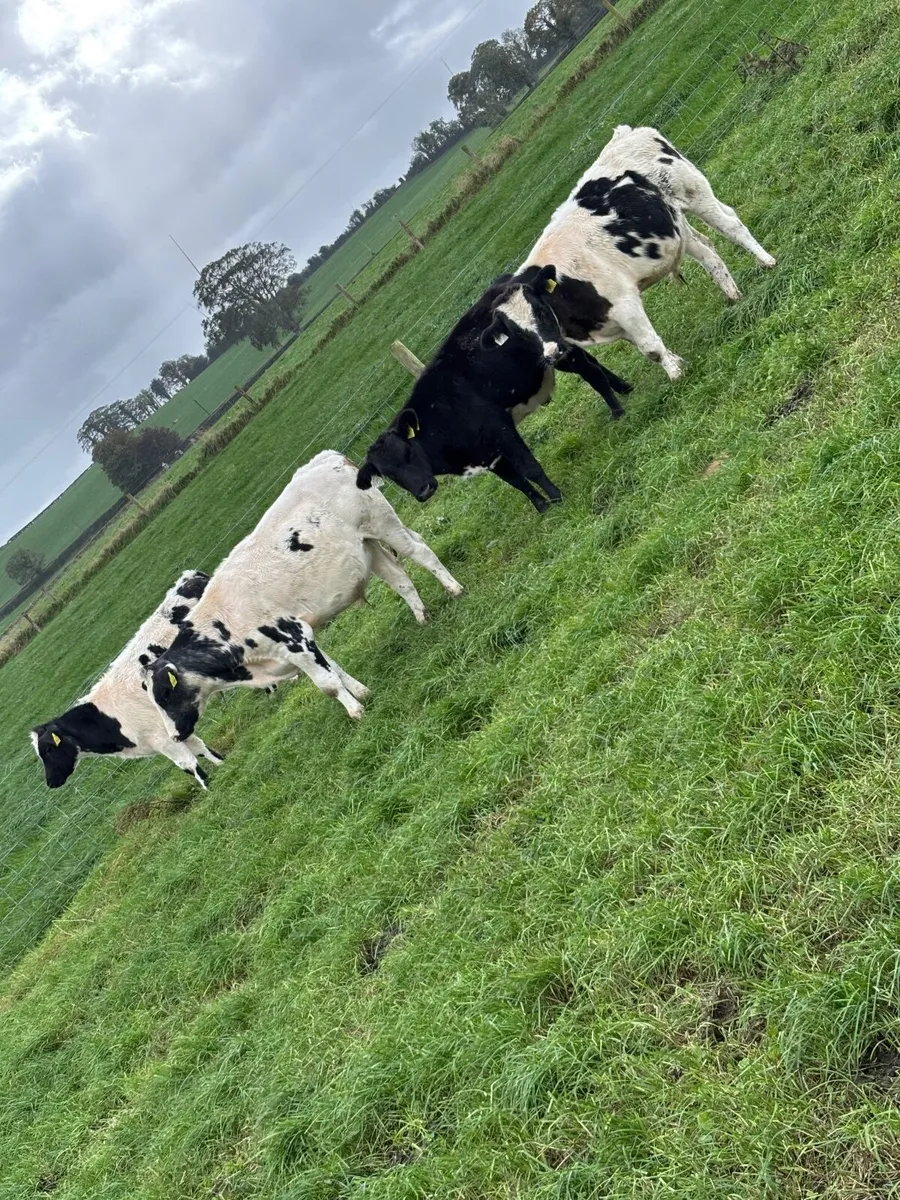 Weanlings - Image 2