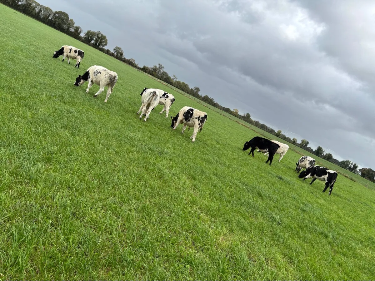 Weanlings - Image 3