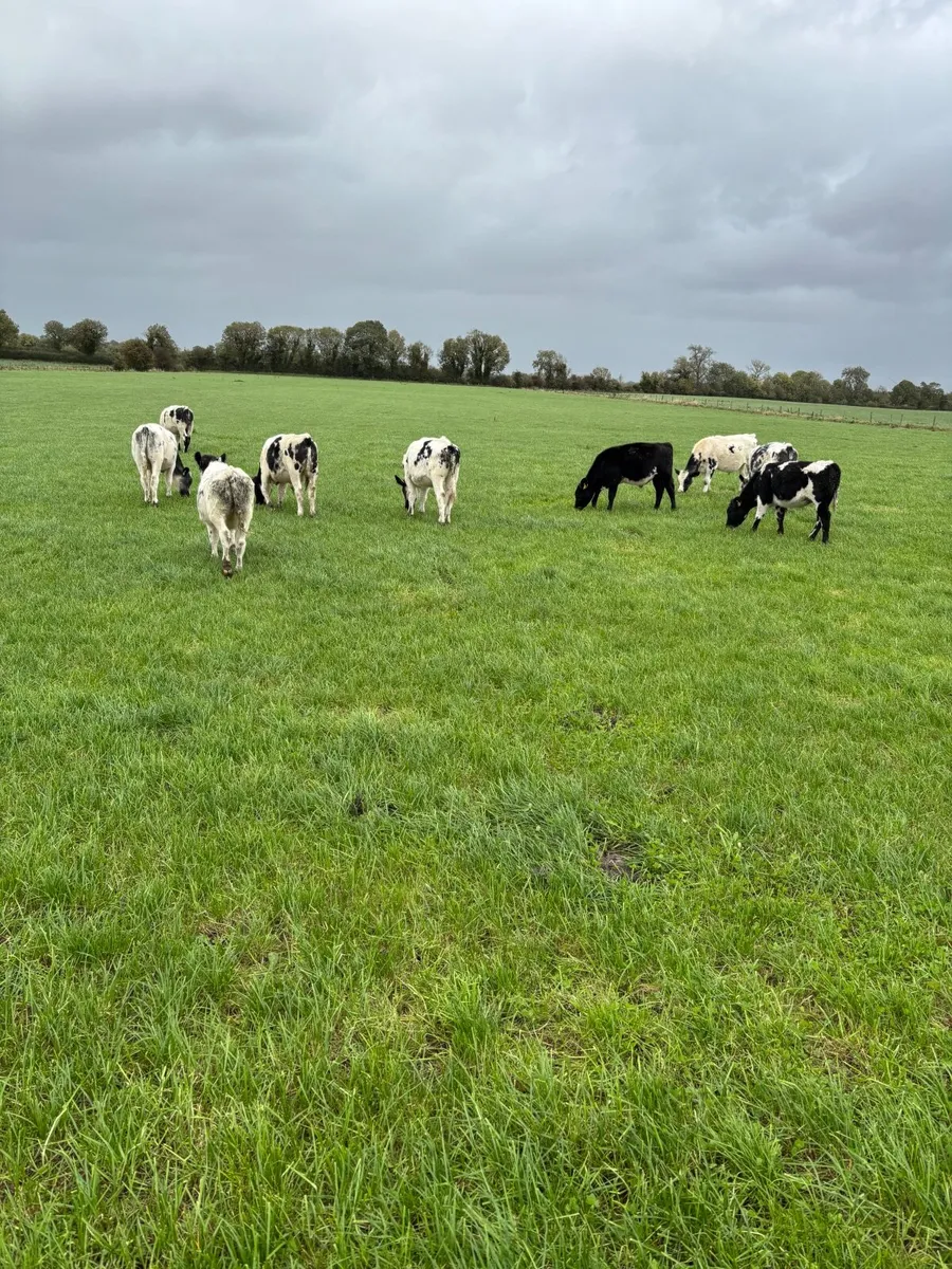 Weanlings - Image 4