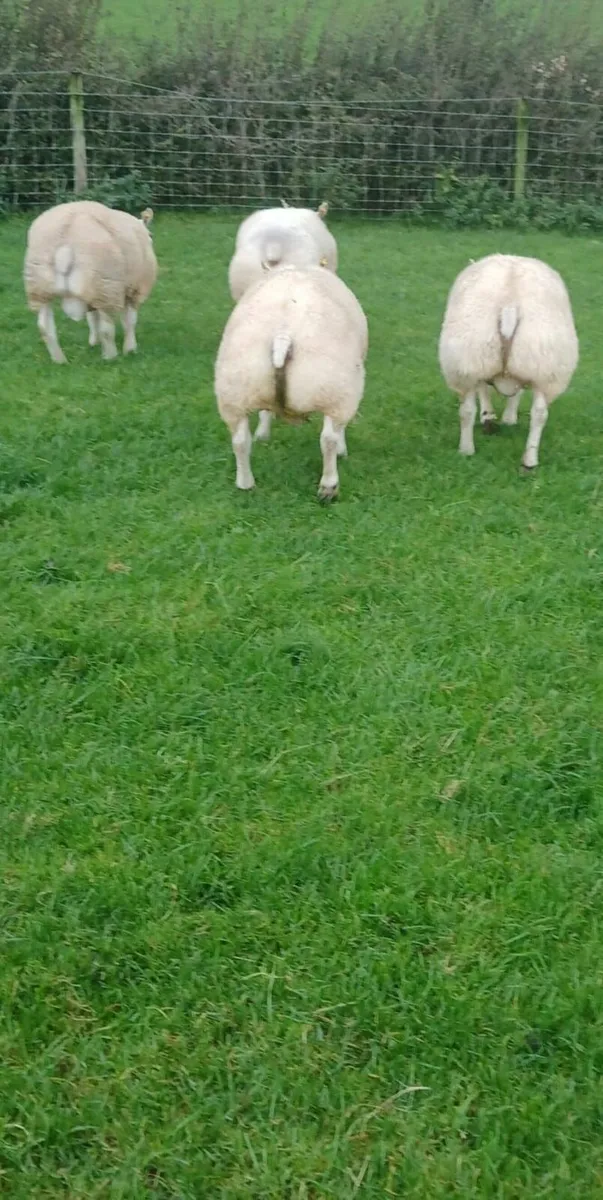 Beltex Shearling Rams - Image 2