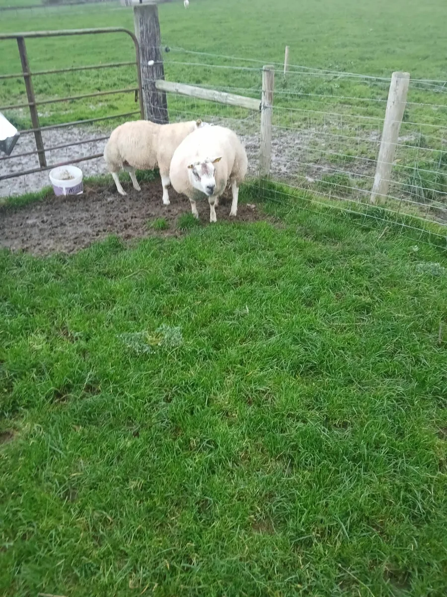 Beltex Shearling Rams - Image 3
