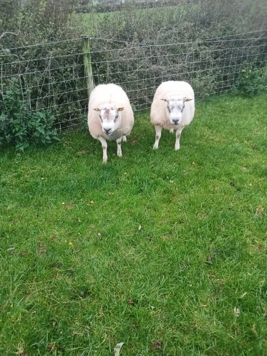 Beltex Shearling Rams - Image 4