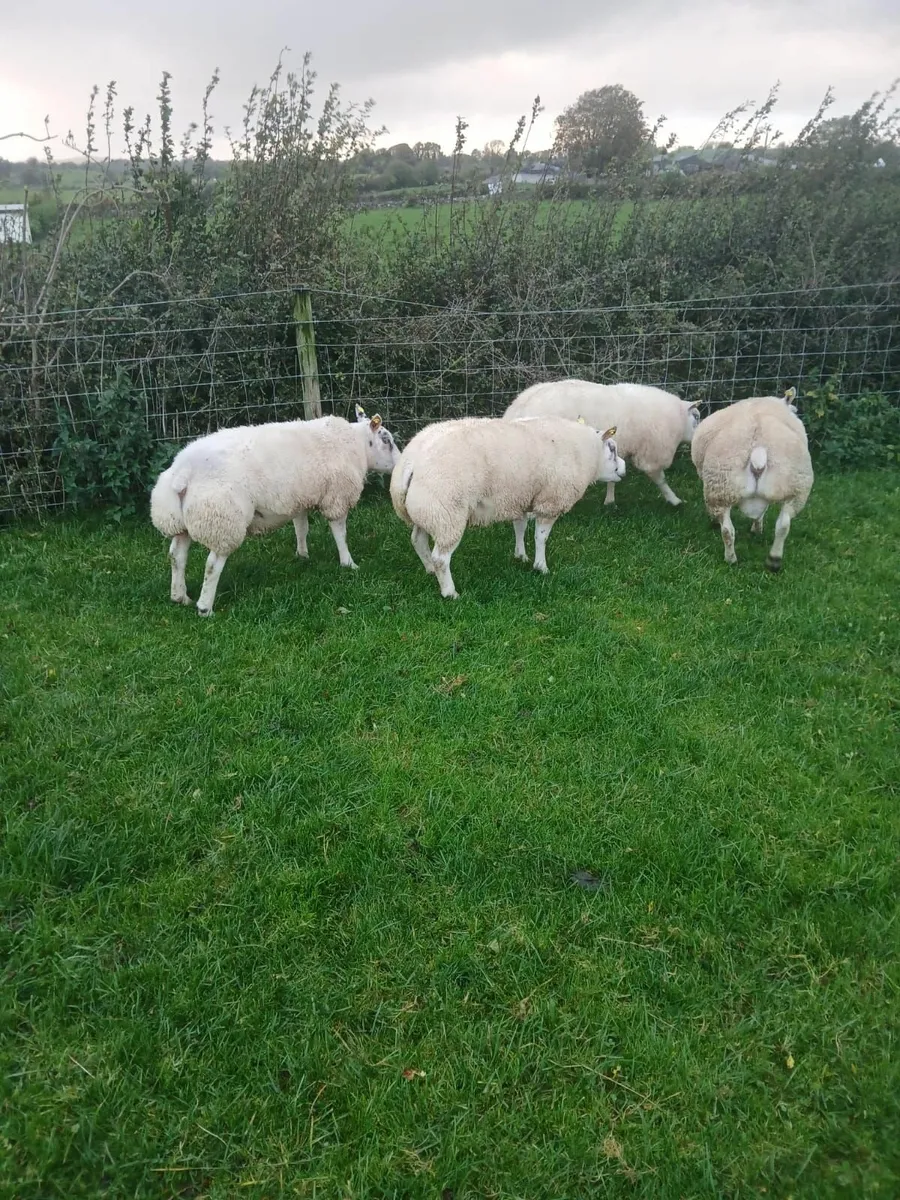 Beltex Shearling Rams - Image 1