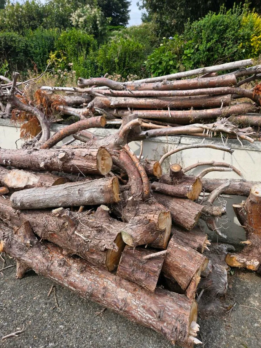 Free timber - Image 2