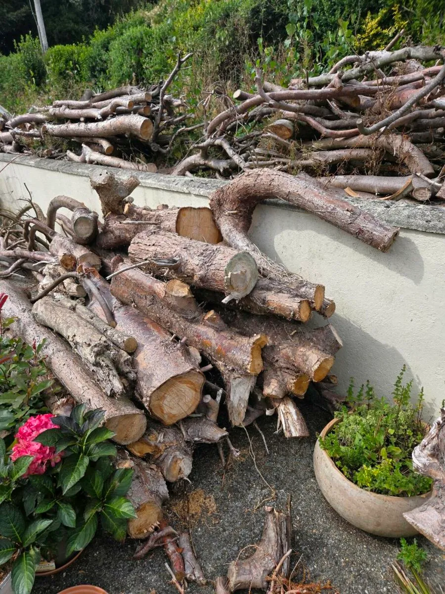 Free timber - Image 3