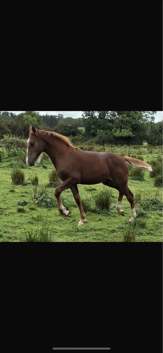 RID Colt Foal - Image 1