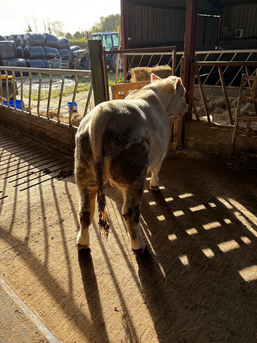 PR Charolais Bull - Image 1