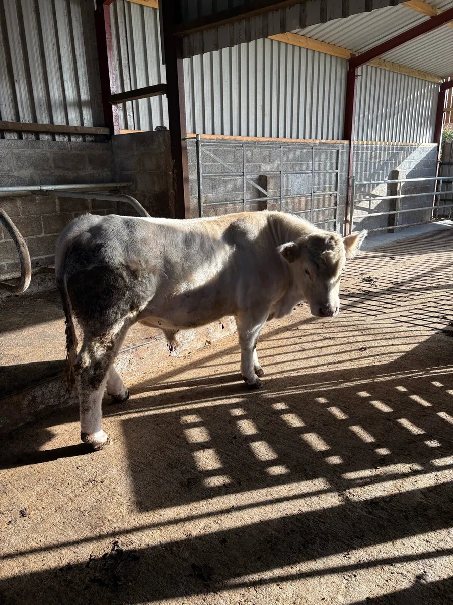 PR Charolais Bull - Image 2