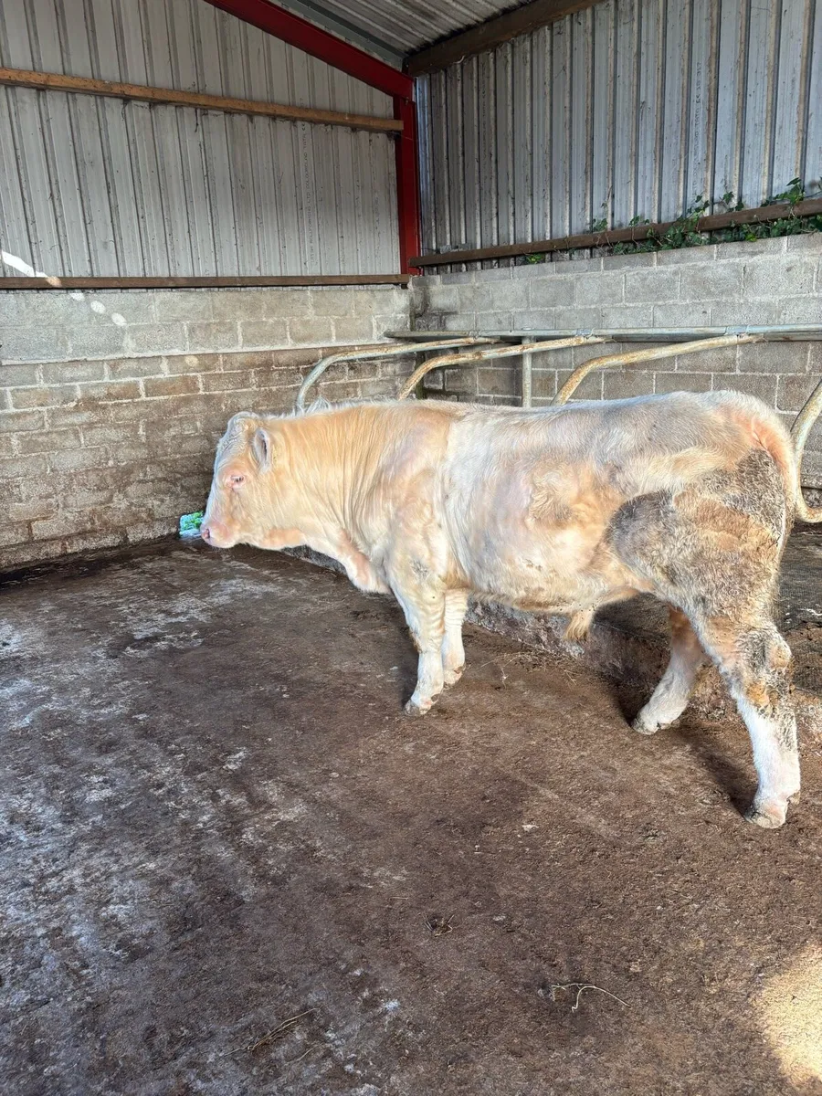 PR Charolais Bull - Image 3