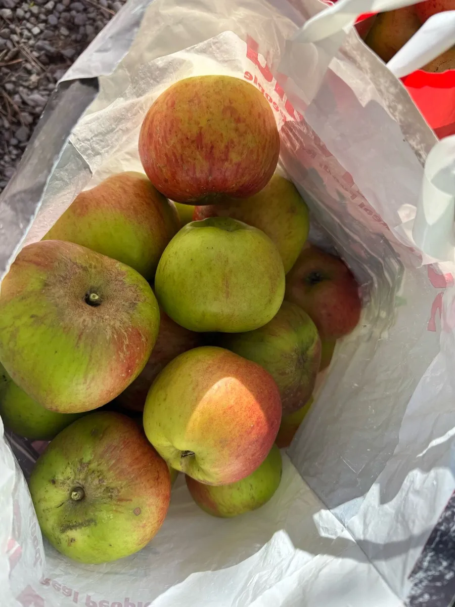 Cooking apples - Image 2