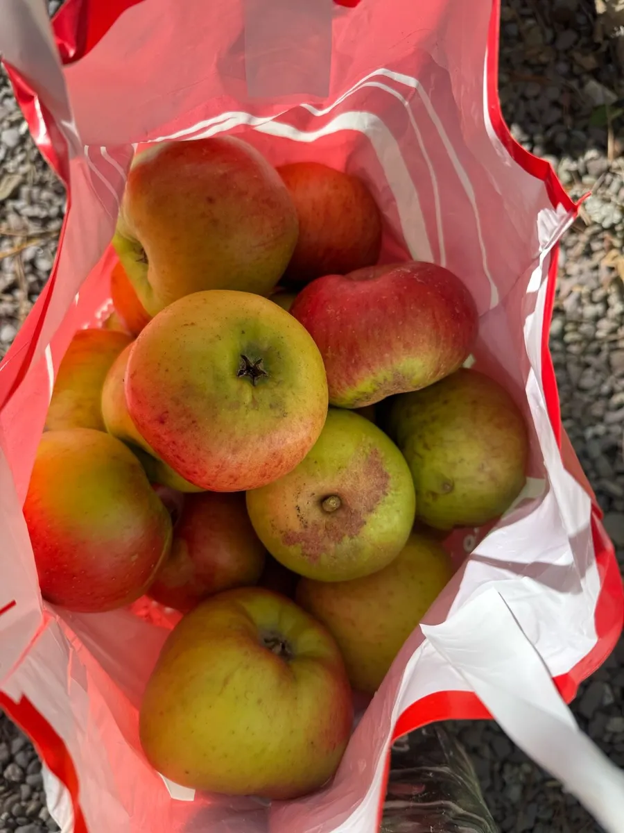 Cooking apples - Image 3