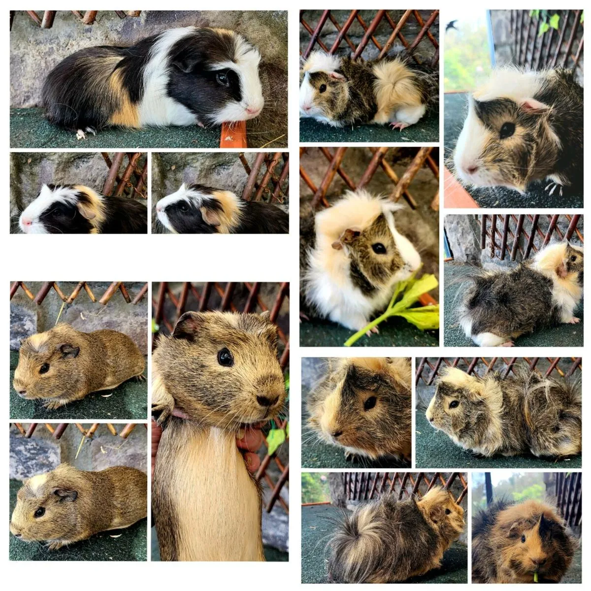 Quality Guinea Pigs for sale - Image 1