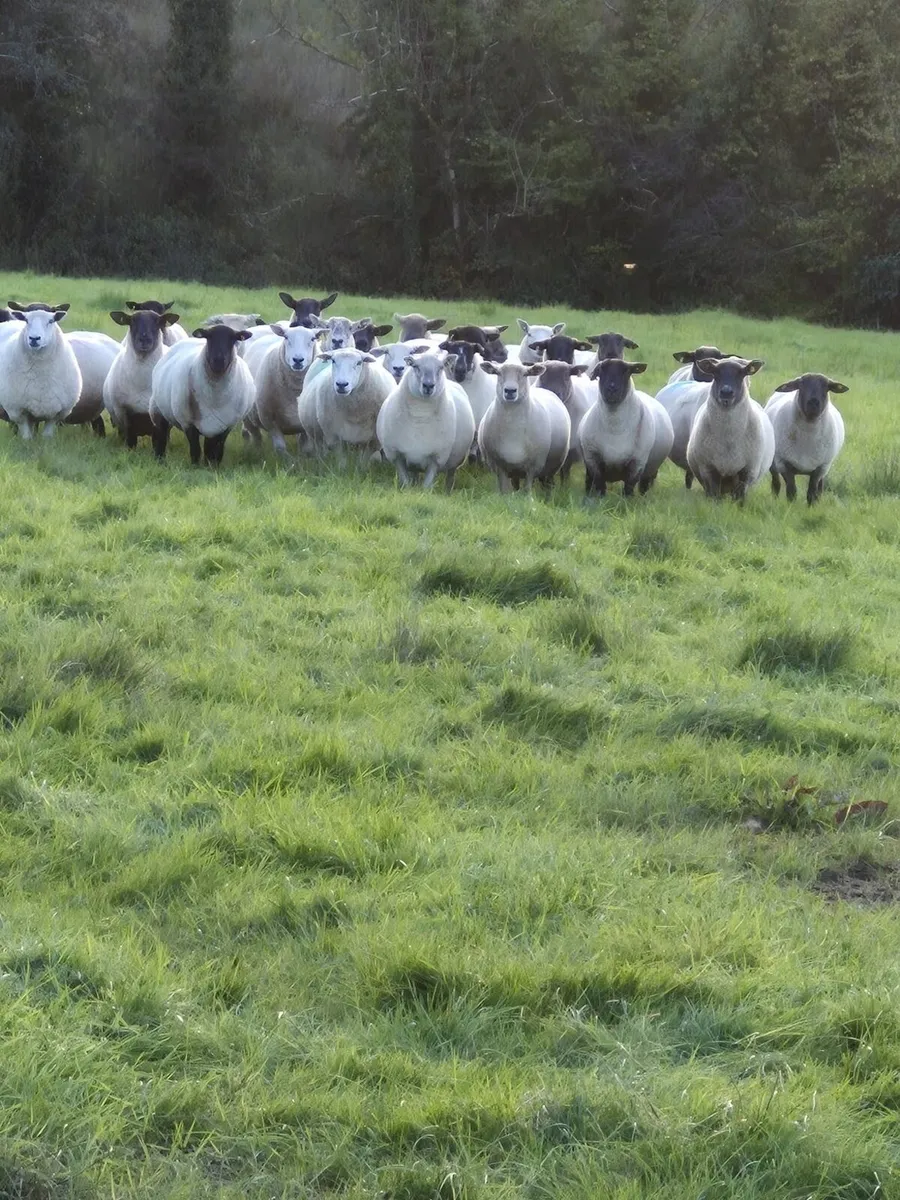 Breeding ewes