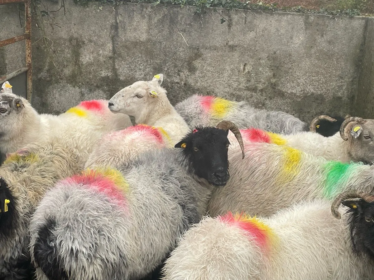 Mountain Ewes - Image 2