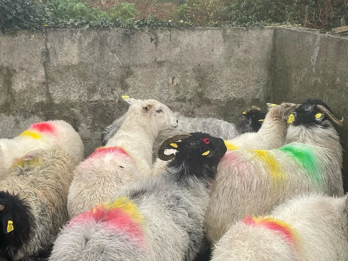 Mountain Ewes - Image 3