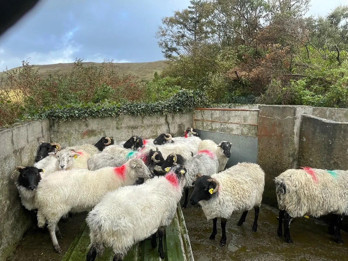 Mountain Ewes - Image 4