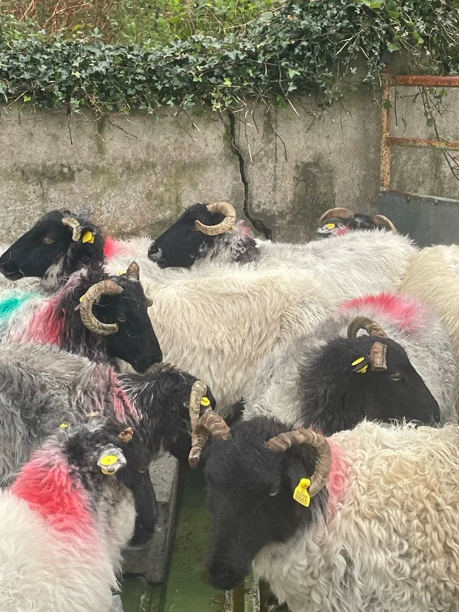Mountain Ewes - Image 1