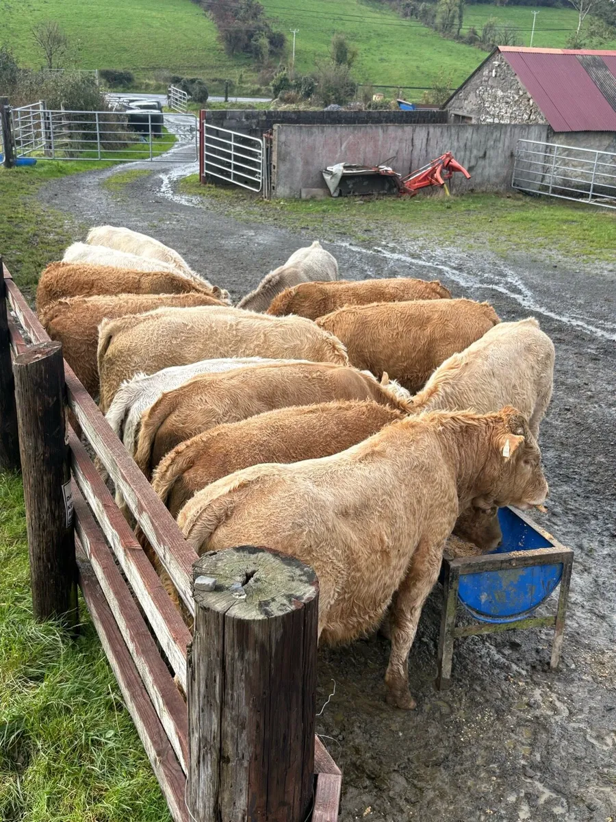 Wenlings for Ballyjamesduff mart 7th oct - Image 1