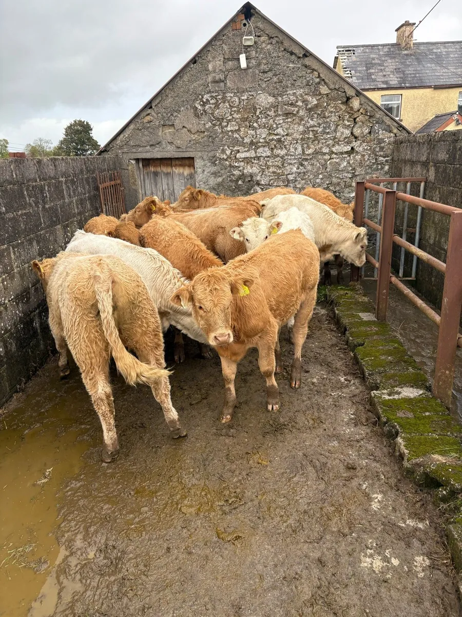 Wenlings for Ballyjamesduff mart 7th oct - Image 2