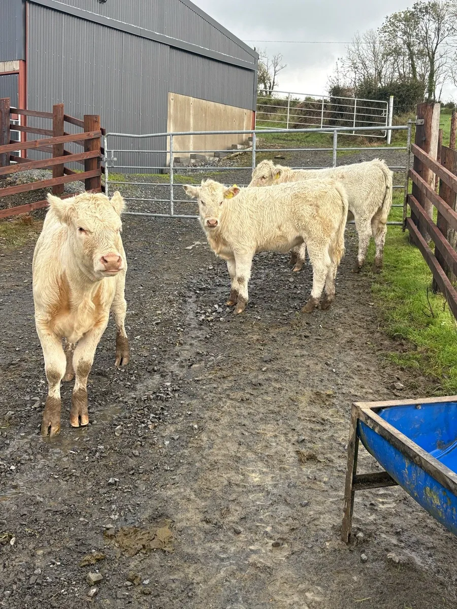 Wenlings for Ballyjamesduff mart 7th oct - Image 3