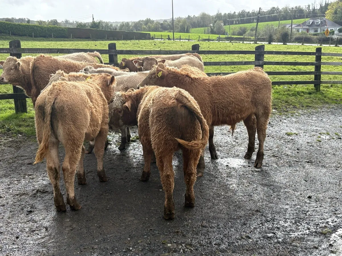 Wenlings for Ballyjamesduff mart 7th oct - Image 4