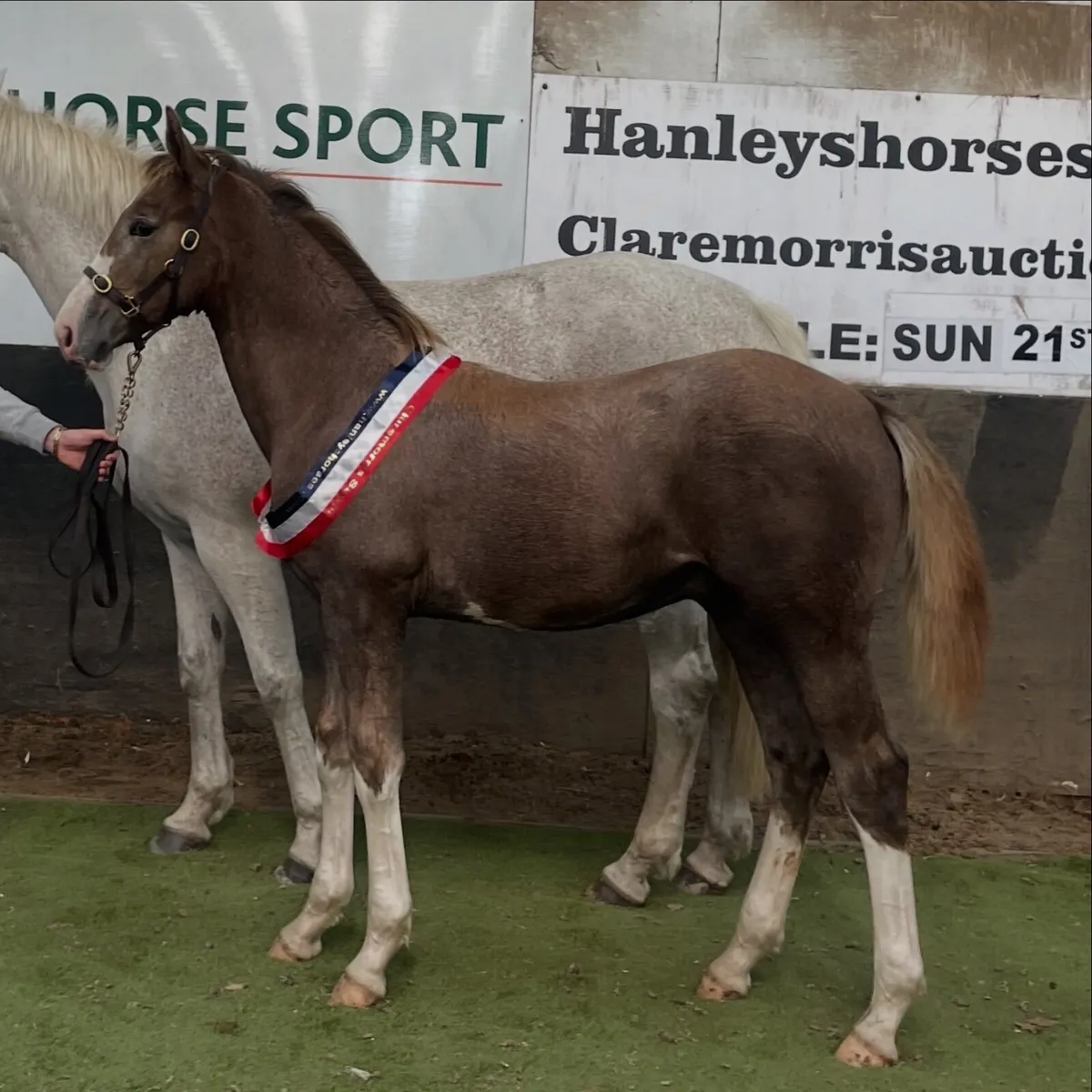 Colt Foal - Image 1