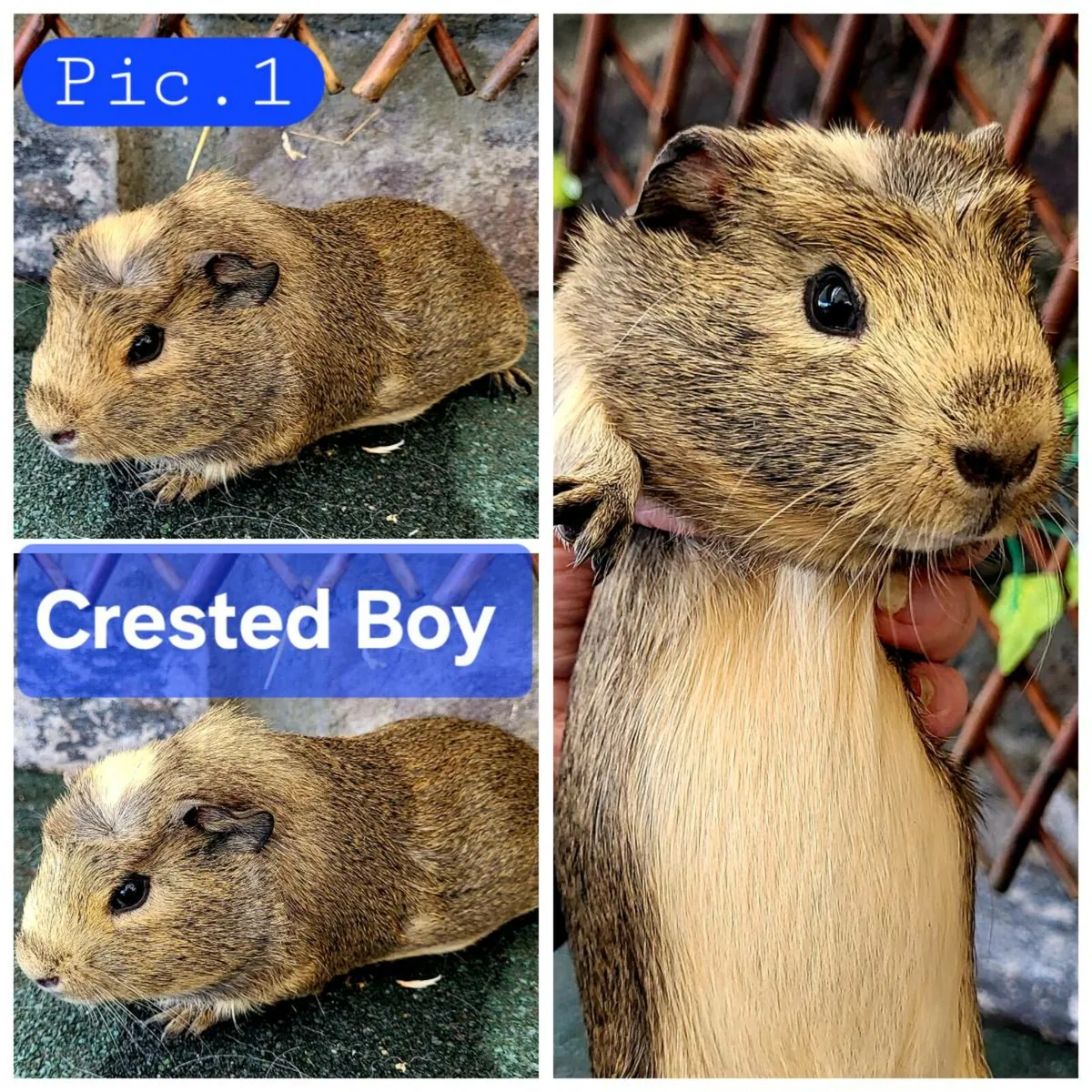 Quality Guinea Pigs for sale - Image 2
