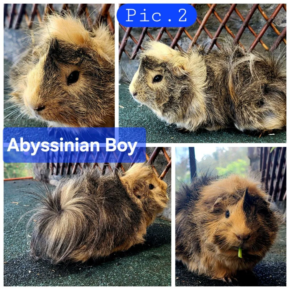 Quality Guinea Pigs for sale - Image 3