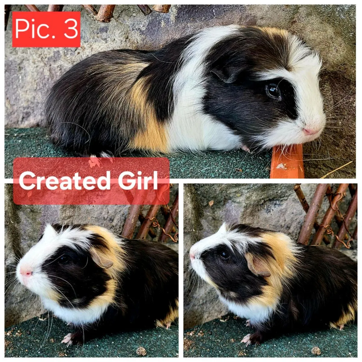 Quality Guinea Pigs for sale - Image 4