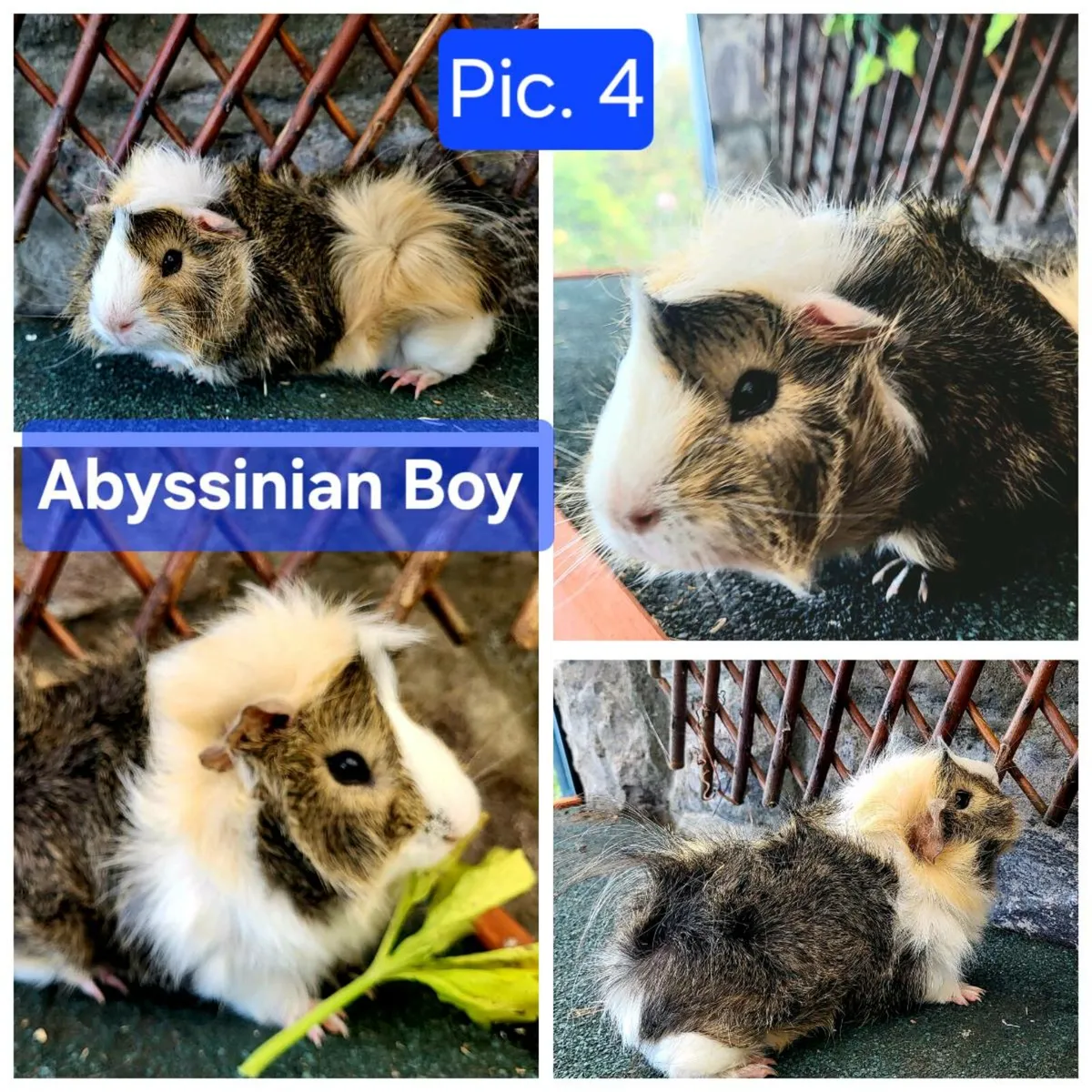 Quality Guinea Pigs for sale - Image 4