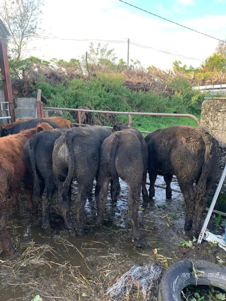 12 Super Quality LMX Bullocks for sale - Image 1