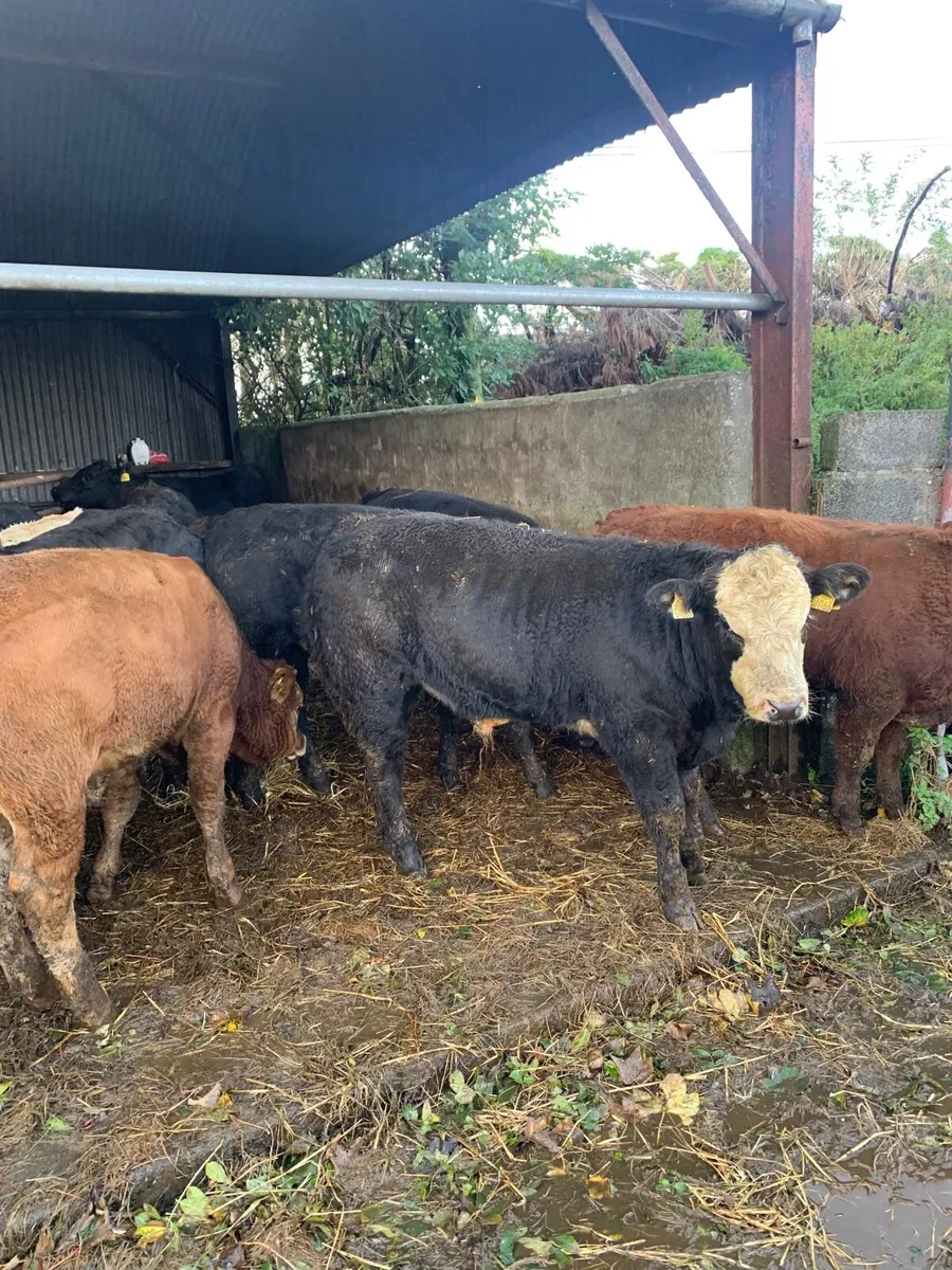 12 Super Quality LMX Bullocks for sale - Image 3