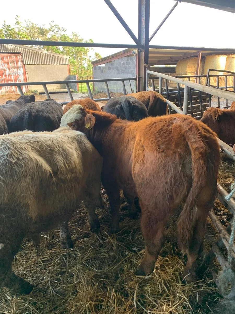 12 Super Quality LMX Bullocks for sale - Image 4