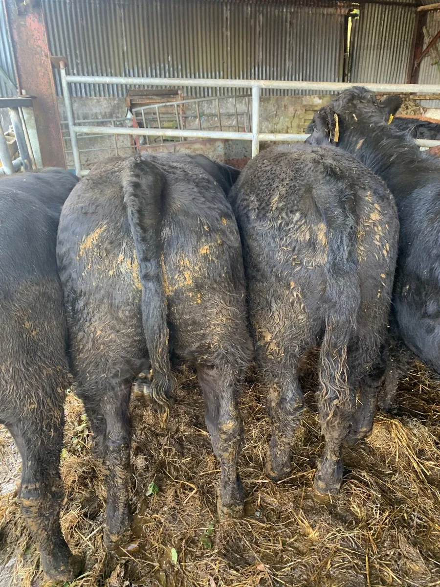 12 Super Quality LMX Bullocks for sale - Image 2