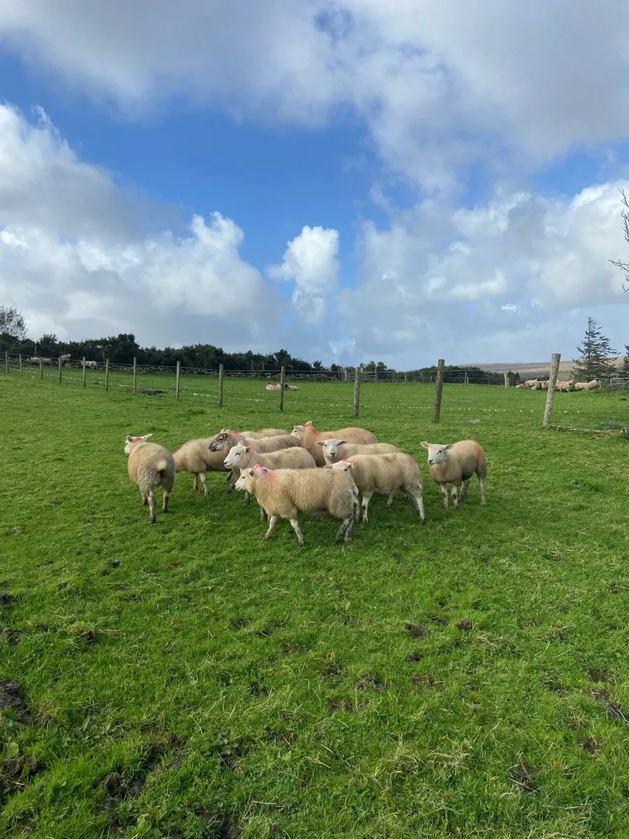 Texal ewe lambs - Image 1