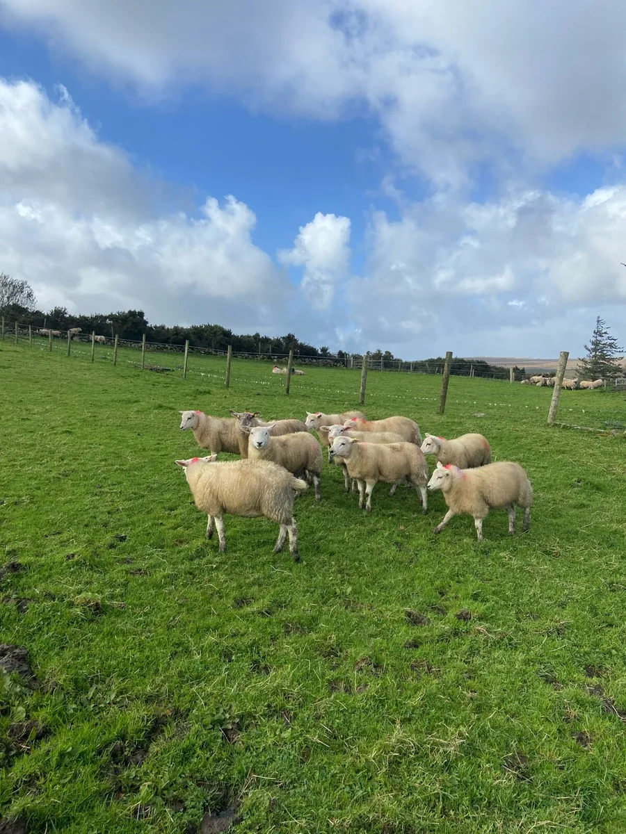 Texal ewe lambs - Image 2