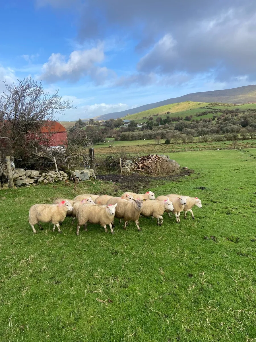 Texal ewe lambs - Image 3