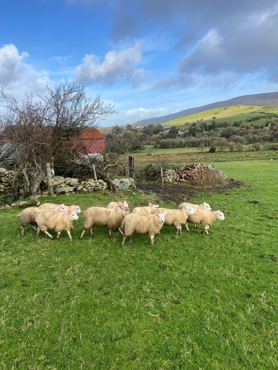 Texal ewe lambs - Image 4